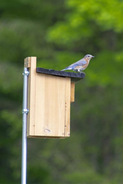 metal pole bluebird house|bluebird house mounting pole.